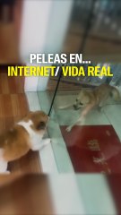 Peleas en internet vs la vida real