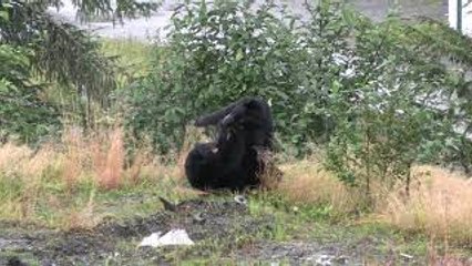 Wrestling Black Bears