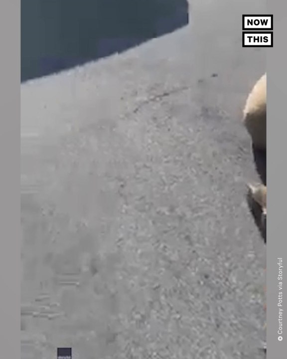 Country Star Luke Bryan Helps Young Mom With Flat Tire