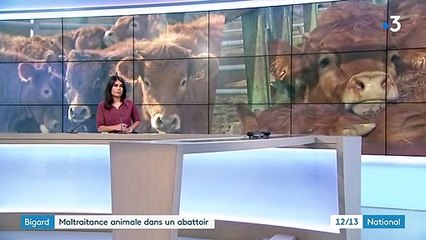 Saône-et-Loire : un infiltré de L214 dénonce de la maltraitance animale dans un abattoir
