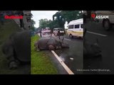 Rhino Rests On Highway As Vehicles Pass By In Assam