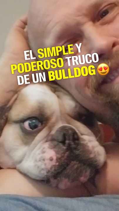 Este tierno bulldog alegrará tu día