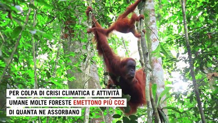 Le 10 foreste che inquinano: emettono più CO2 di quanta ne assorbano