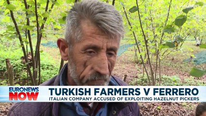 Italian company Ferrero accused of exploiting hazelnut pickers