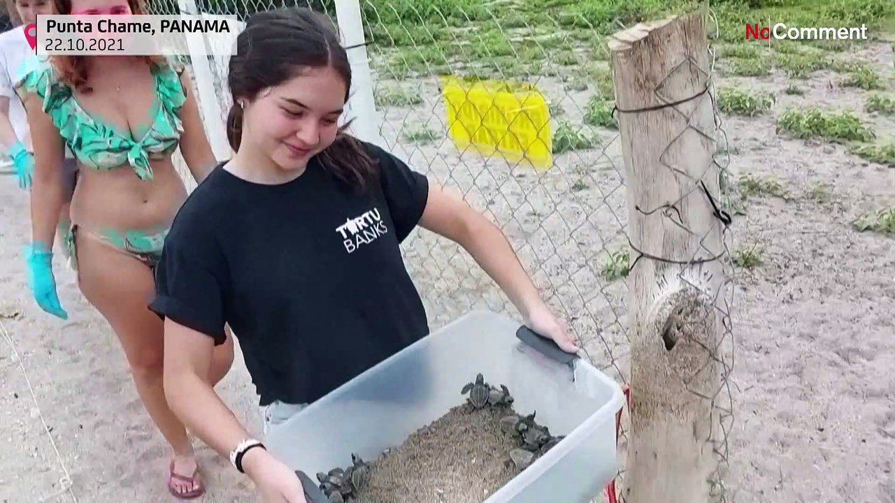 Яйца трогать можно, черепашат — нельзя