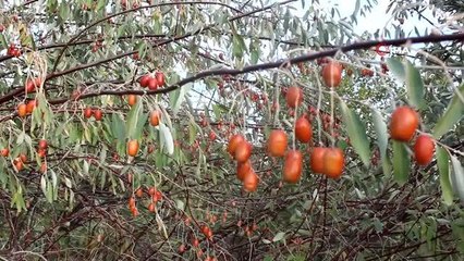 Şifa kaynağı iğde ağaçları her geçen gün azalıyor