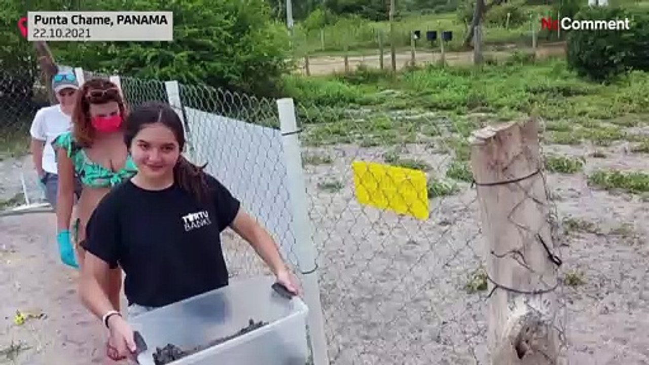 Nés en écloserie au Panama, des bébés tortues gagnent le large