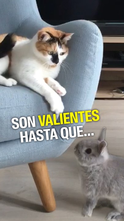 Son valientes hasta que...