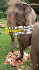 Este elefante bebé destruyó el pastel de cumpleaños de su abuela