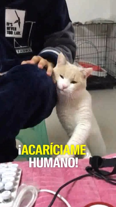 ¡Acaríciame, humano!