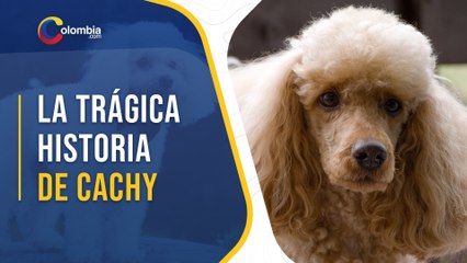 Cachy, el perro que cayó de un edificio y “mató” a 3 personas