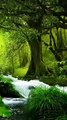 Nature wallpapers live wallpaper