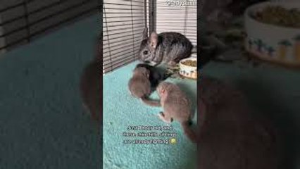 Baby Chinchilla Siblings Battle in the First Hour of Life