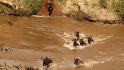 Crocodile Hunts During Wildebeest Migration