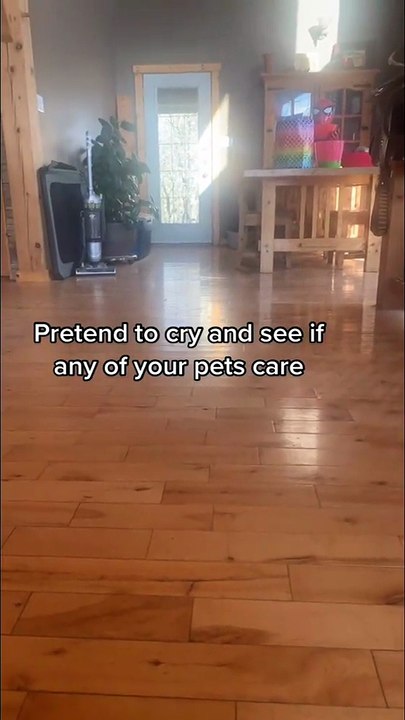 Do Pets Care If You Cry?