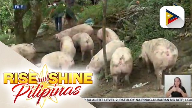 SINAG, hiniling na suspendihin muna ang taripa sa krudo; Department of Agriculture, iginiit ang paglalagay ng SRP sa baboy