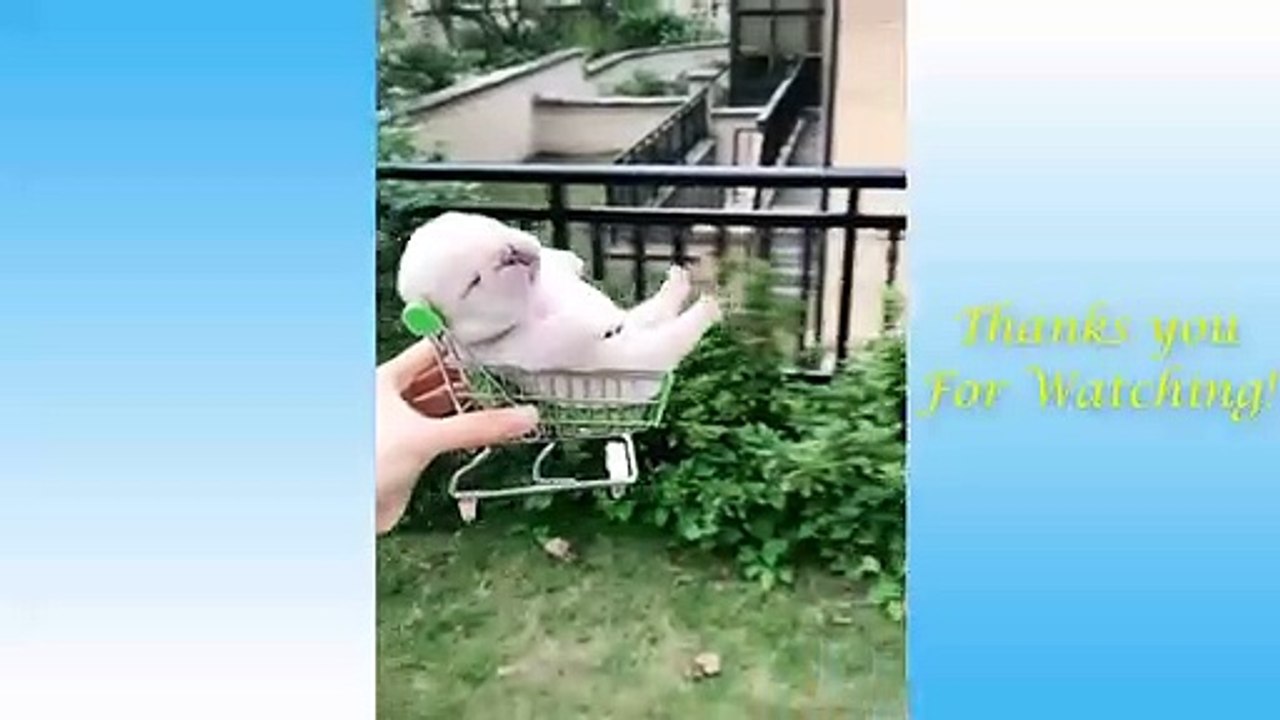 Animals Doing Things  Funny Cat and Dog Videos Compilation