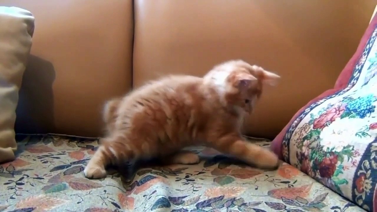 Cute and Funny Cat Video Compilation