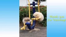 Cute Pets Doing Funny Things - Cutest Pets In The World