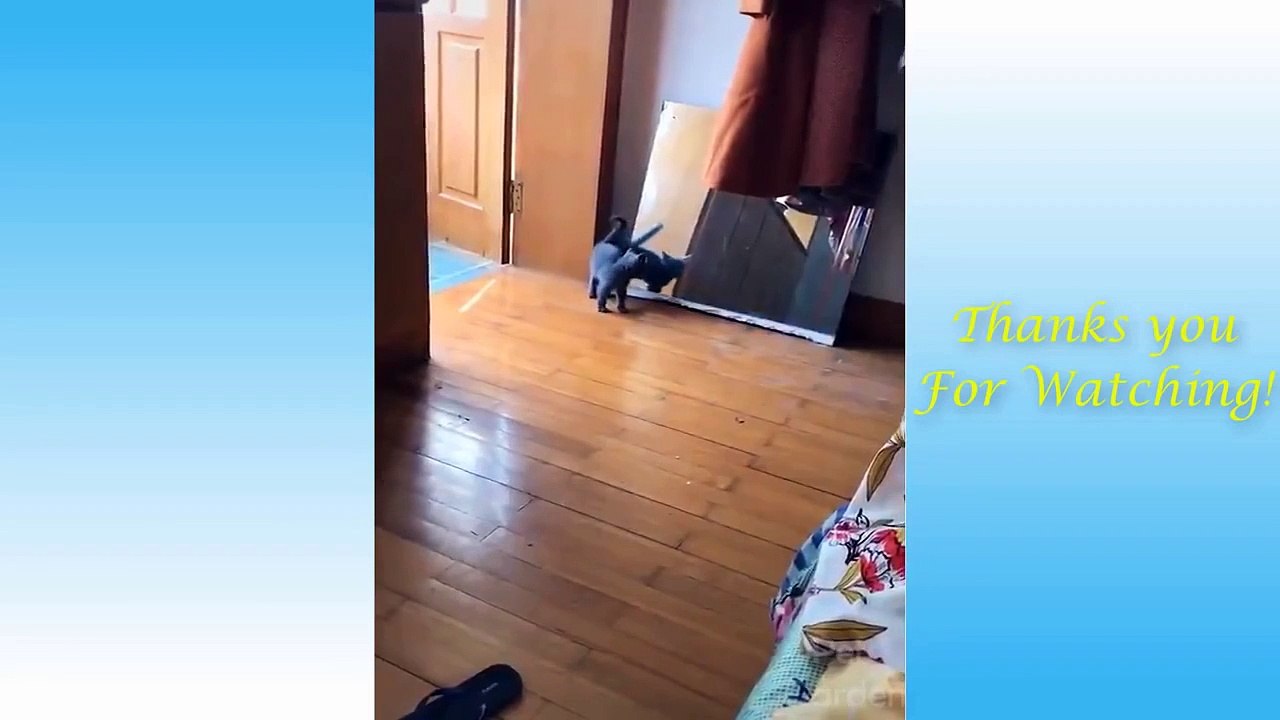 Cute Cats And Funny Dogs Videos Compilation