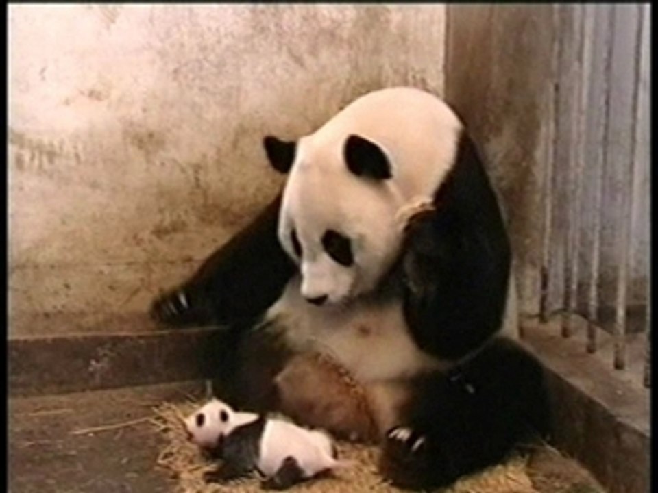 chut bebe panda