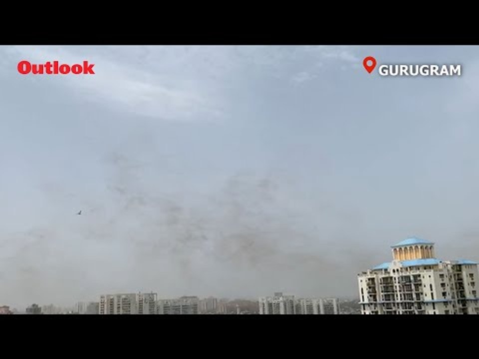 Watch | Swarms Of Desert Locusts Reach Gurugram