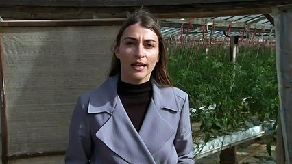 Storms cause widespread damage to SA vineyards