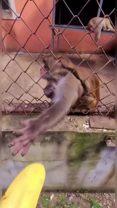 Angry monkey