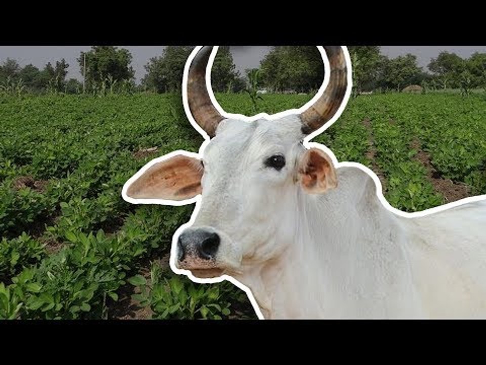 #Bundelkhand: stray cattle in a saffron state