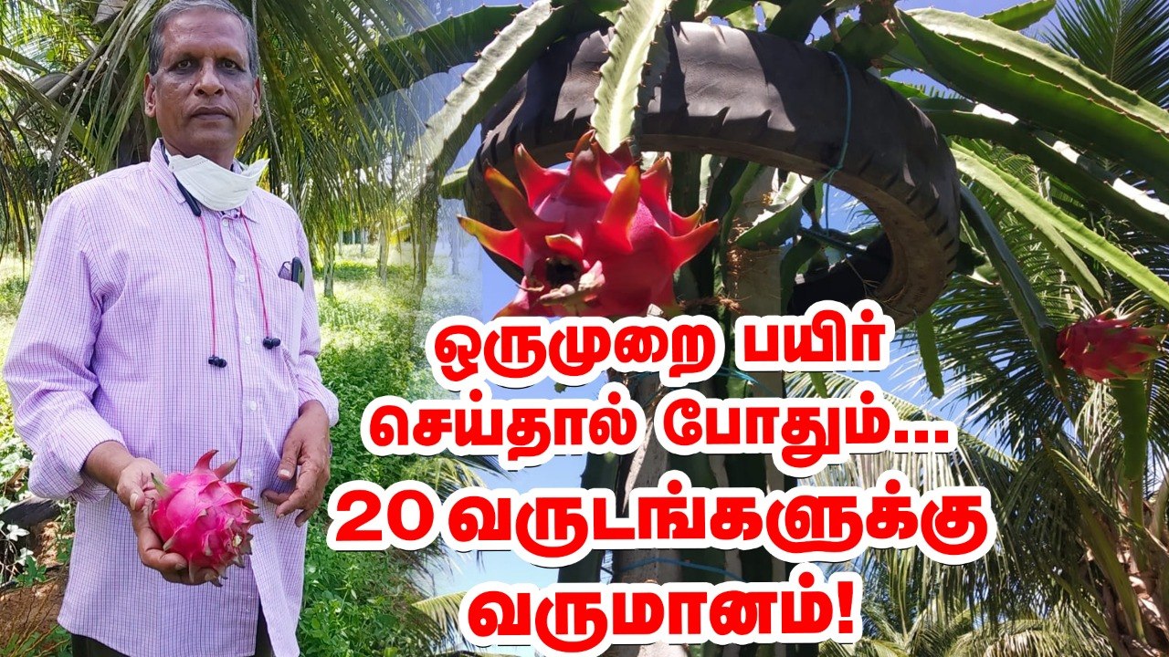 ``தென்னைக்கு நடுவே டிராகன் ஃப்ரூட் ... 20 வருடங்களுக்கு வருமானம்!"   விவசாயத்தில் கலக்கும் வழக்கறிஞர்