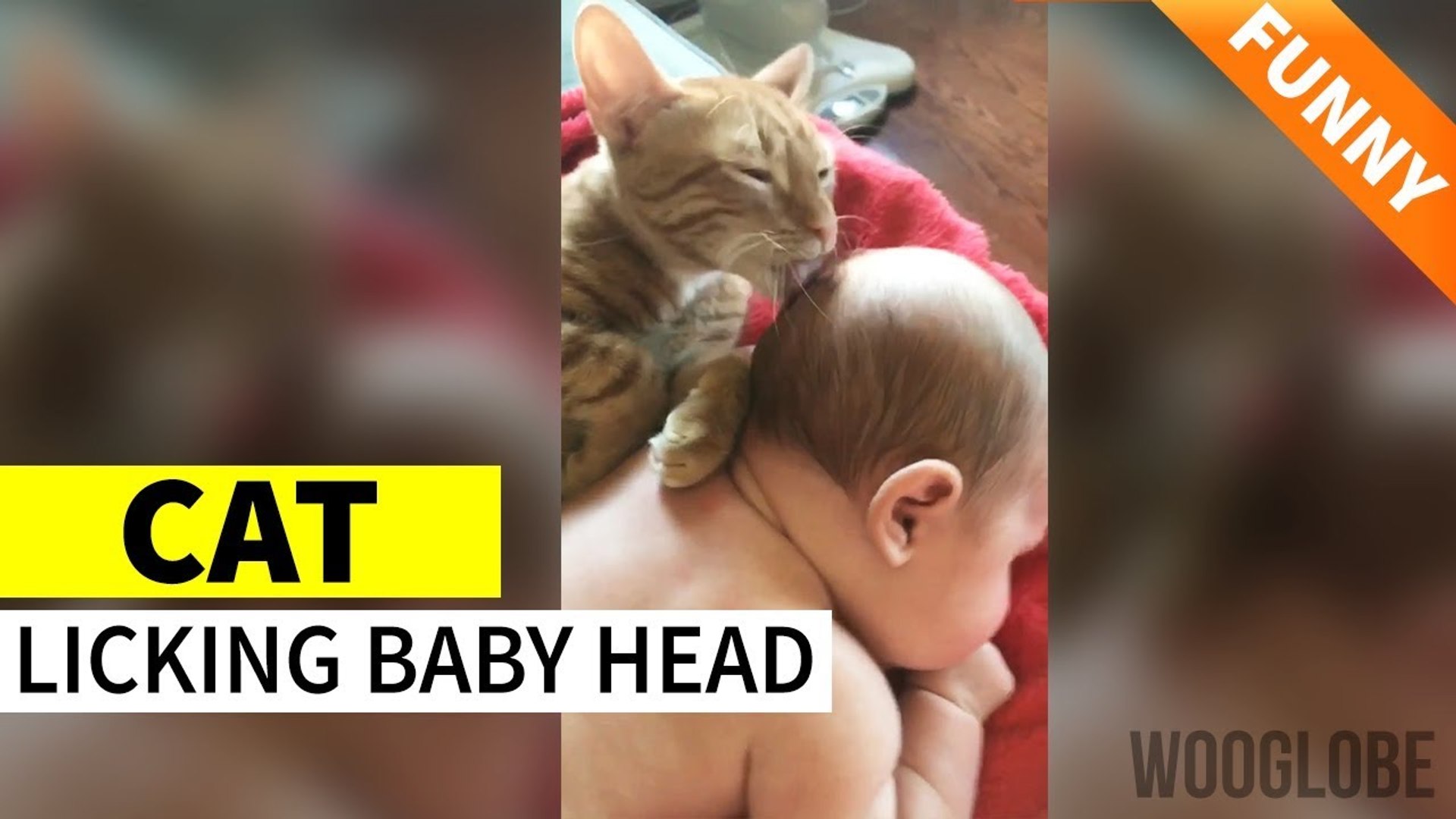 ⁣'Caring pet cat treats baby boy like a kitten'