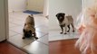 ''Brave' pug confronts his biggest fear... from a distance'