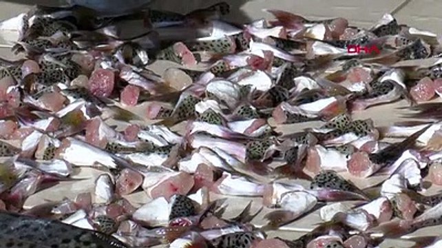 Balon balığı tebliği değişiyor, kuyruk alımı geri geliyor