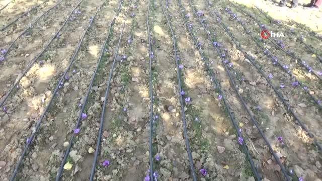 Safran bitkisi üretiminde olumlu sonuç