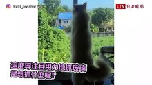 「這是什麼鬼？」貓貓看到飼主作品　反應誇張到令人發笑