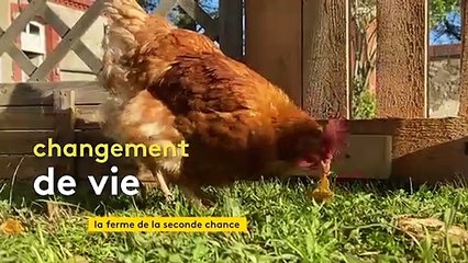 Dans la Manche, un ingénieur change de vie pour créer une ferme de la seconde chance