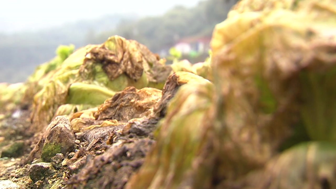 [뉴스큐] 양상추 '금상추'된 이유는?...이번 주 경제 주요 뉴스 / YTN