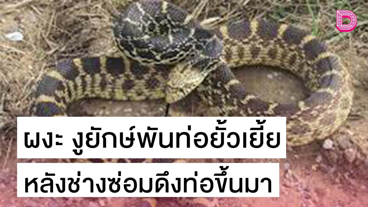ผงะ! งูยักษ์นับสิบพันท่อยั้วเยี้ย หลังช่างซ่อมดึงท่อน้ำขึ้นมา | เดลิ[HOT]นิวส์ 29/10/64