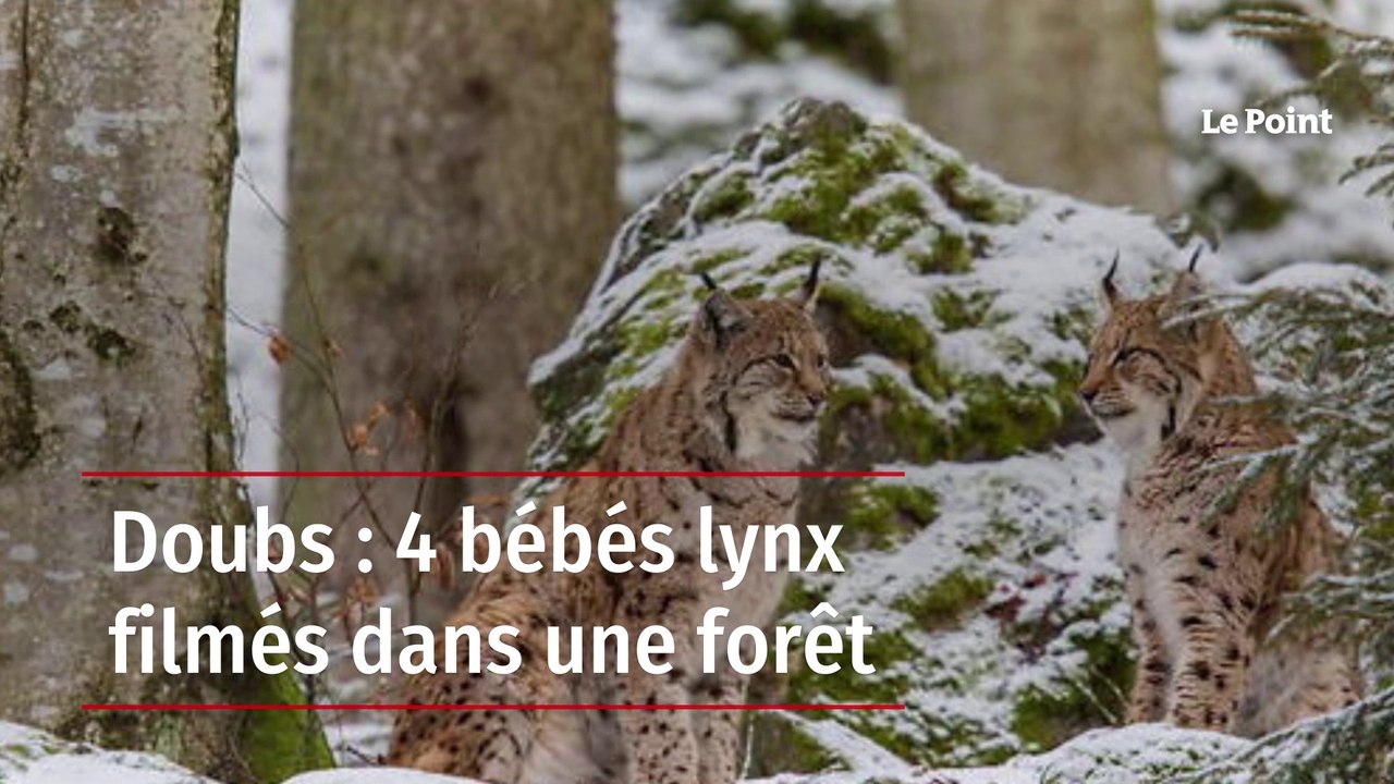 Doubs : 4 bébés lynx filmés dans une forêt
