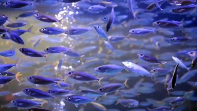 Beautiful Fish, Relaxing Ocean Fish, & Stunning Aquarium Relax Music