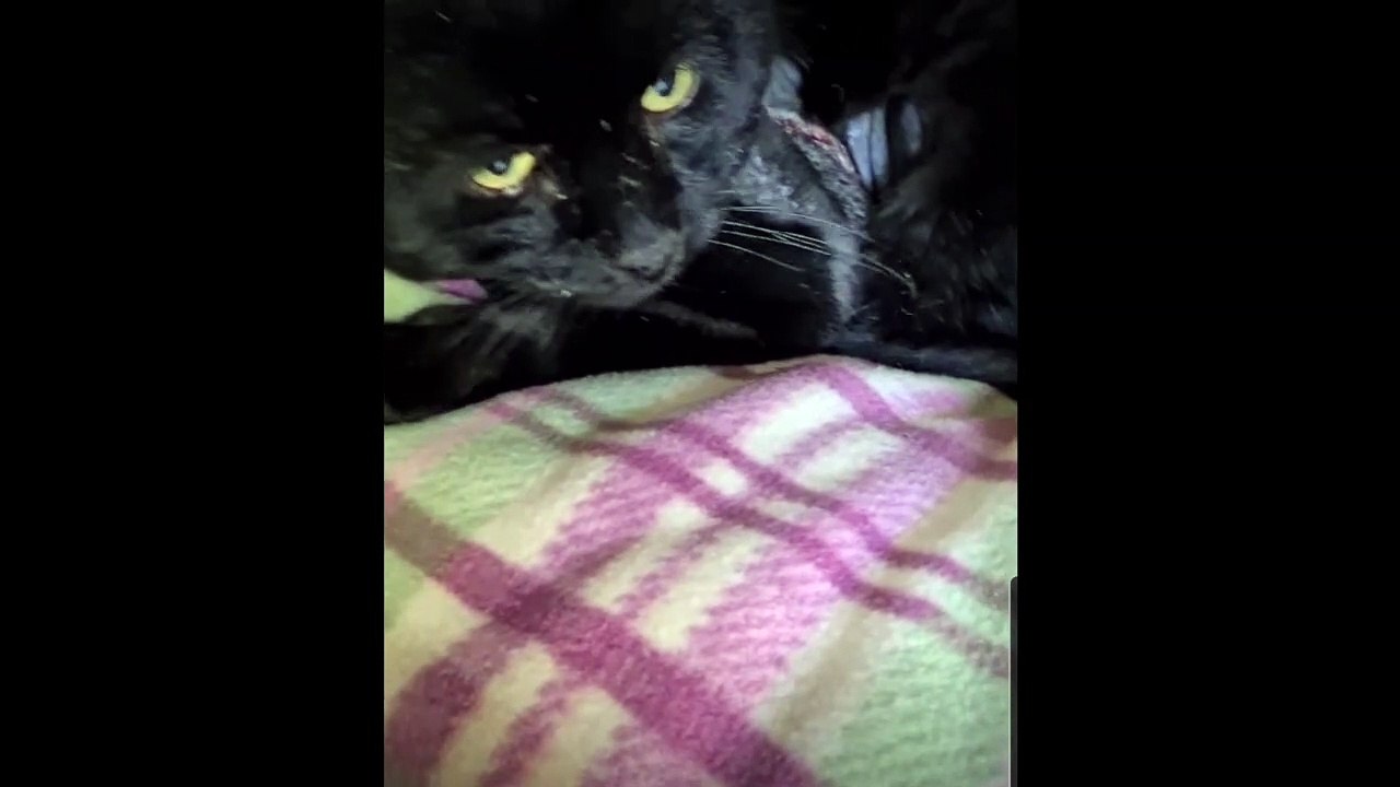 RSPCA Sheffield