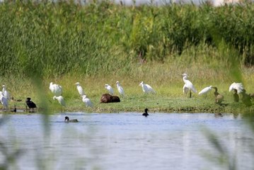 Su maymunu yaban kuşlarıyla Ağrı Dağı Milli Parkı'nda beslenirken görüntülendi
