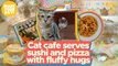 Cat cafe serves sushi and pizza with fluffy hugs | Make Your Day