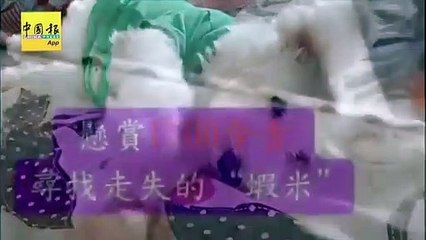 癌狗疑遭拐走 主人心如刀割 悬1500 寻命根