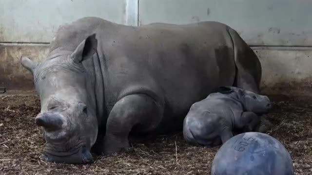 Nace en un zoo de Holanda una nueva cría de rinoceronte