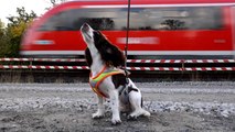 Deutsche Bahn bildet Hunde zum Schutz bedrohter Tierarten aus