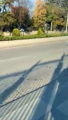 Erdoğan ağaç dikiyor, Yavaş katlediyor