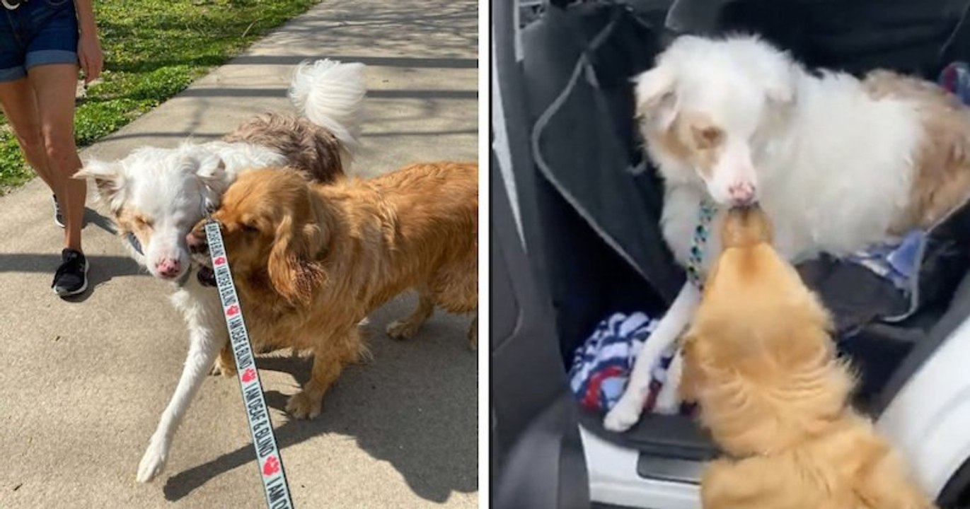 Un golden retriever donne toujours un petit coup sur la truffe de son meilleur ami aveugle et sourd pour lui faire savoir qu'il est là