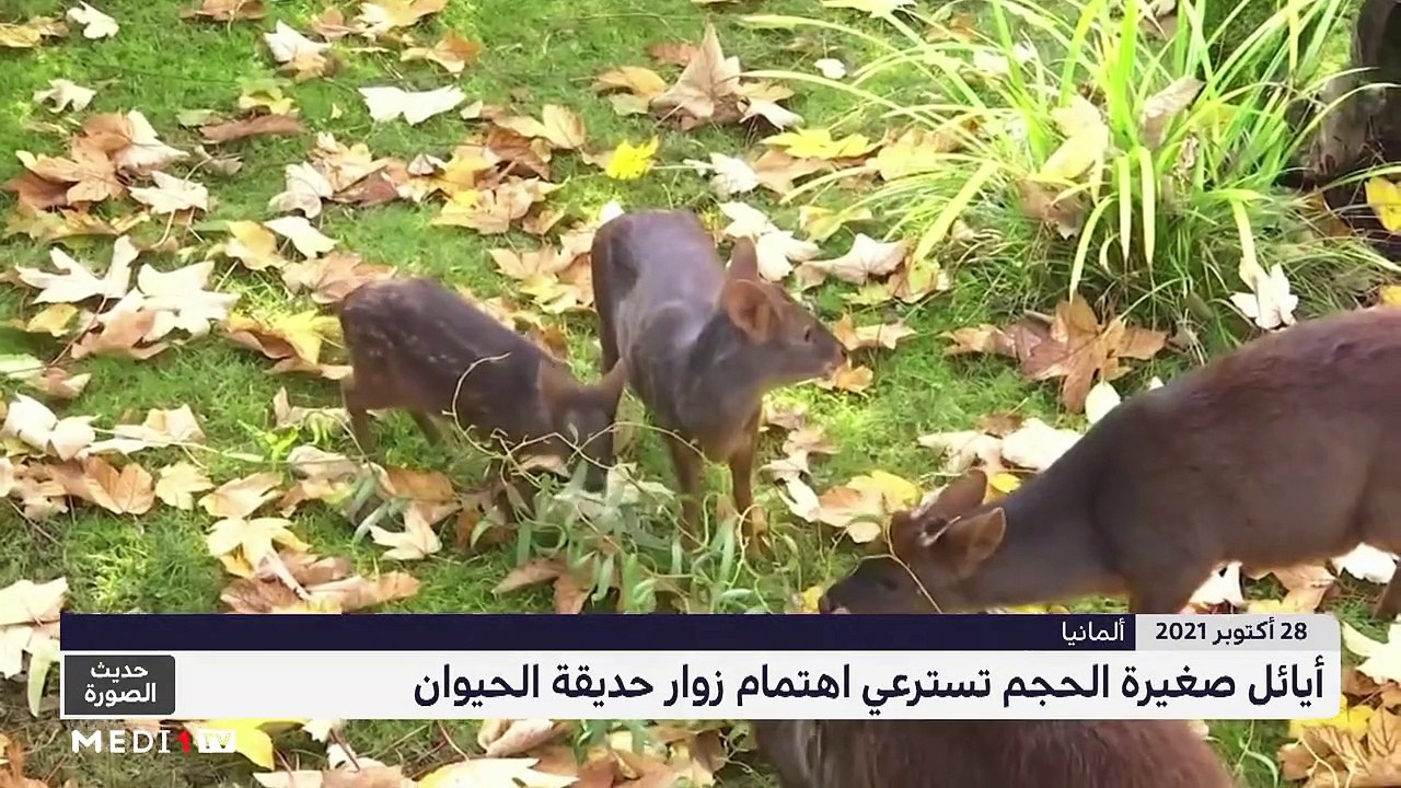 حديث الصورة - 29/10/2021