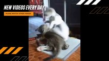 Super Cute Pets Video  - Cute Pets Doing Funny Things